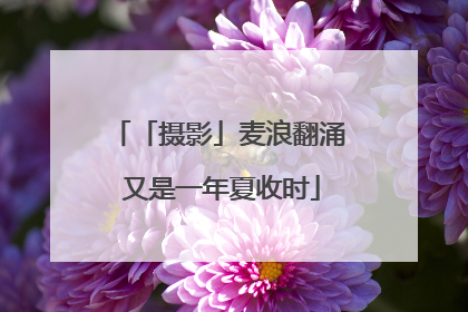 「摄影」麦浪翻涌 又是一年夏收时