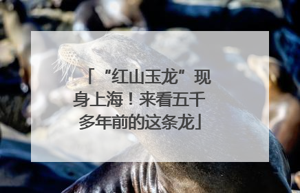 “红山玉龙”现身上海！来看五千多年前的这条龙