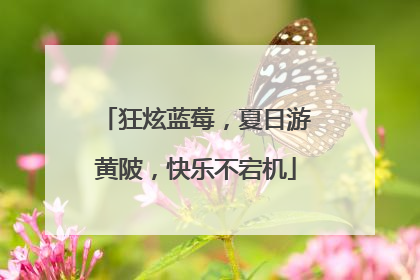 狂炫蓝莓，夏日游黄陂，快乐不宕机