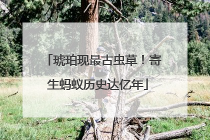 琥珀现最古虫草！寄生蚂蚁历史达亿年