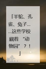 羊驼、孔雀、兔子……这些学校藏着 “动物园”？！