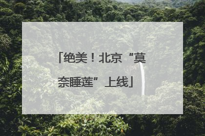 绝美！北京“莫奈睡莲”上线