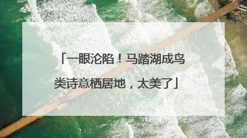 一眼沦陷！马踏湖成鸟类诗意栖居地，太美了