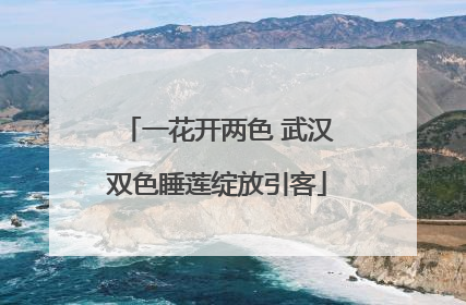一花开两色 武汉双色睡莲绽放引客