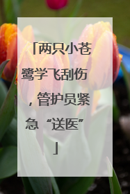 两只小苍鹭学飞刮伤，管护员紧急“送医”