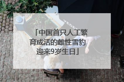 中国首只人工繁育成活的雌性雪豹迎来9岁生日