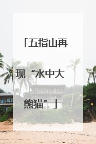 五指山再现“水中大熊猫”