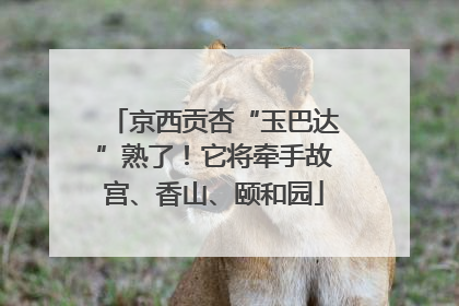 京西贡杏“玉巴达”熟了！它将牵手故宫、香山、颐和园