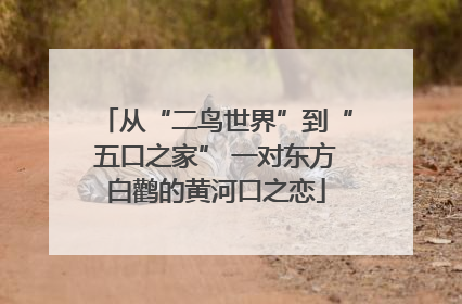 从“二鸟世界”到“五口之家” 一对东方白鹳的黄河口之恋