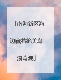 南海新区海边藏着绝美鸟浪奇观