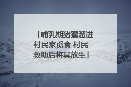 哺乳期猪獾溜进村民家觅食 村民救助后将其放生