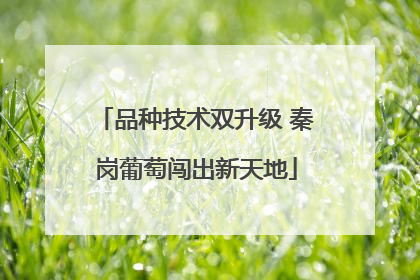 品种技术双升级 秦岗葡萄闯出新天地