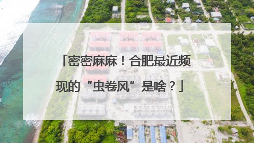 密密麻麻！合肥最近频现的“虫卷风”是啥？