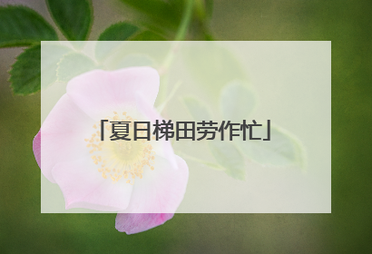 夏日梯田劳作忙