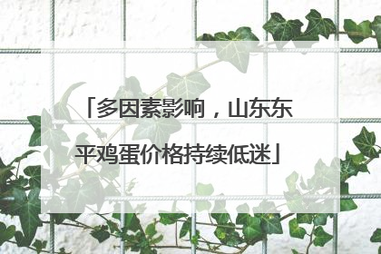 多因素影响，山东东平鸡蛋价格持续低迷