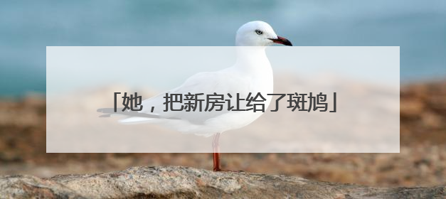 她，把新房让给了斑鸠