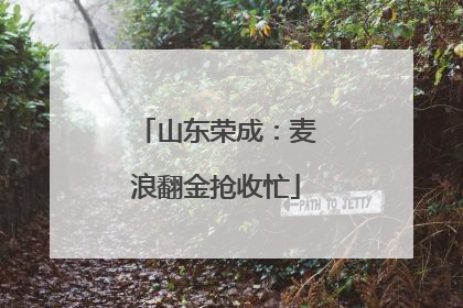 山东荣成：麦浪翻金抢收忙