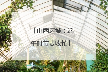 山西运城：端午时节麦收忙
