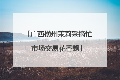 广西横州茉莉采摘忙 市场交易花香飘