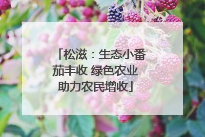 松滋：生态小番茄丰收 绿色农业助力农民增收