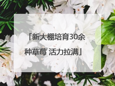 新大棚培育30余种草莓 活力拉满