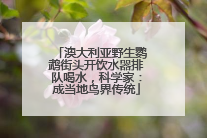 澳大利亚野生鹦鹉街头开饮水器排队喝水，科学家：成当地鸟界传统