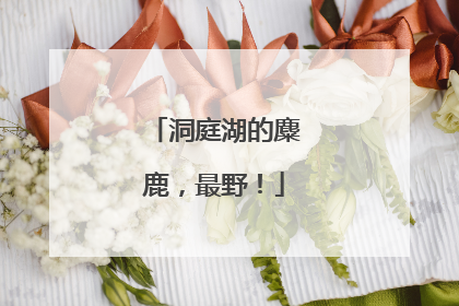洞庭湖的麋鹿，最野！