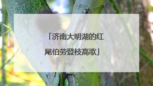 济南大明湖的红尾伯劳登枝高歌