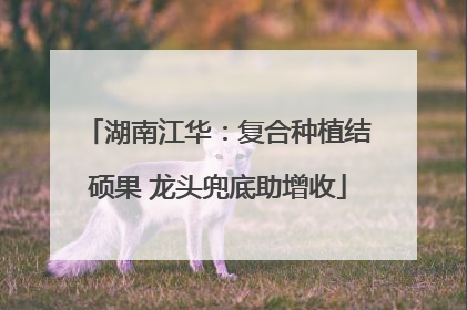 湖南江华：复合种植结硕果 龙头兜底助增收