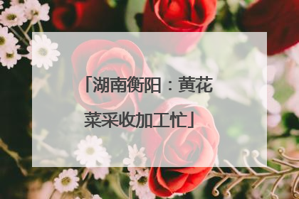 湖南衡阳：黄花菜采收加工忙