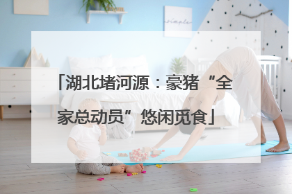 湖北堵河源：豪猪“全家总动员”悠闲觅食
