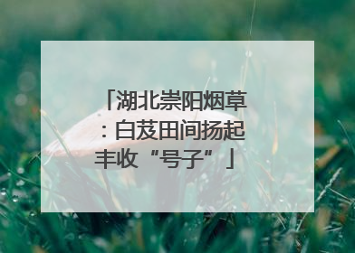 湖北崇阳烟草：白芨田间扬起丰收“号子”