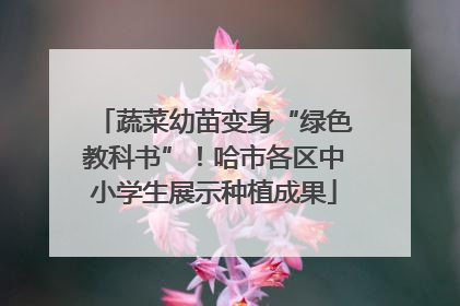 蔬菜幼苗变身“绿色教科书”！哈市各区中小学生展示种植成果