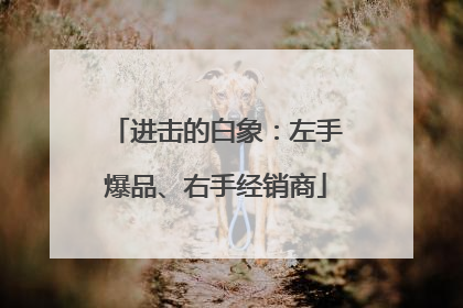 进击的白象：左手爆品、右手经销商