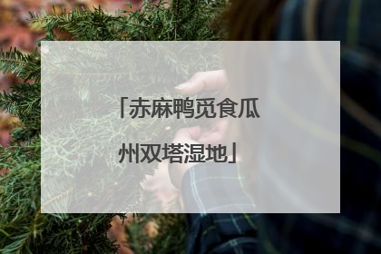 赤麻鸭觅食瓜州双塔湿地