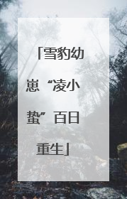 雪豹幼崽“凌小蛰”百日重生