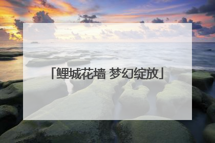 鲤城花墙 梦幻绽放