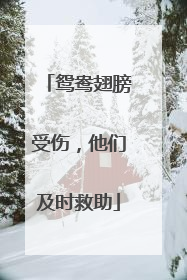 鸳鸯翅膀受伤，他们及时救助