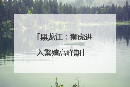 黑龙江：狮虎进入繁殖高峰期