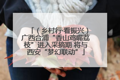 （乡村行·看振兴）广西合浦“香山鸡嘴荔枝”进入采摘期 将与西安“梦幻联动”