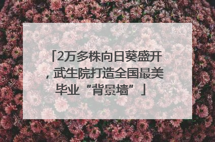 2万多株向日葵盛开，武生院打造全国最美毕业“背景墙”